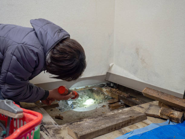 Reliable Mineralwells, WV Mold Removal Solutions