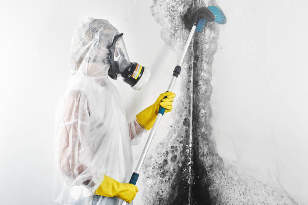 Best Attic Mold Removal  in Mineralwells, WV