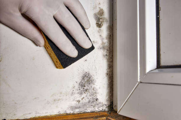 Best Mold Remediation for Healthcare Facilities  in Mineralwells, WV