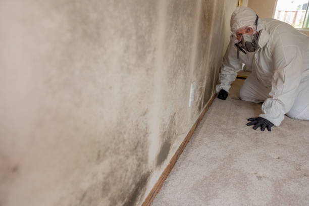 Best Black Mold Removal  in Mineralwells, WV